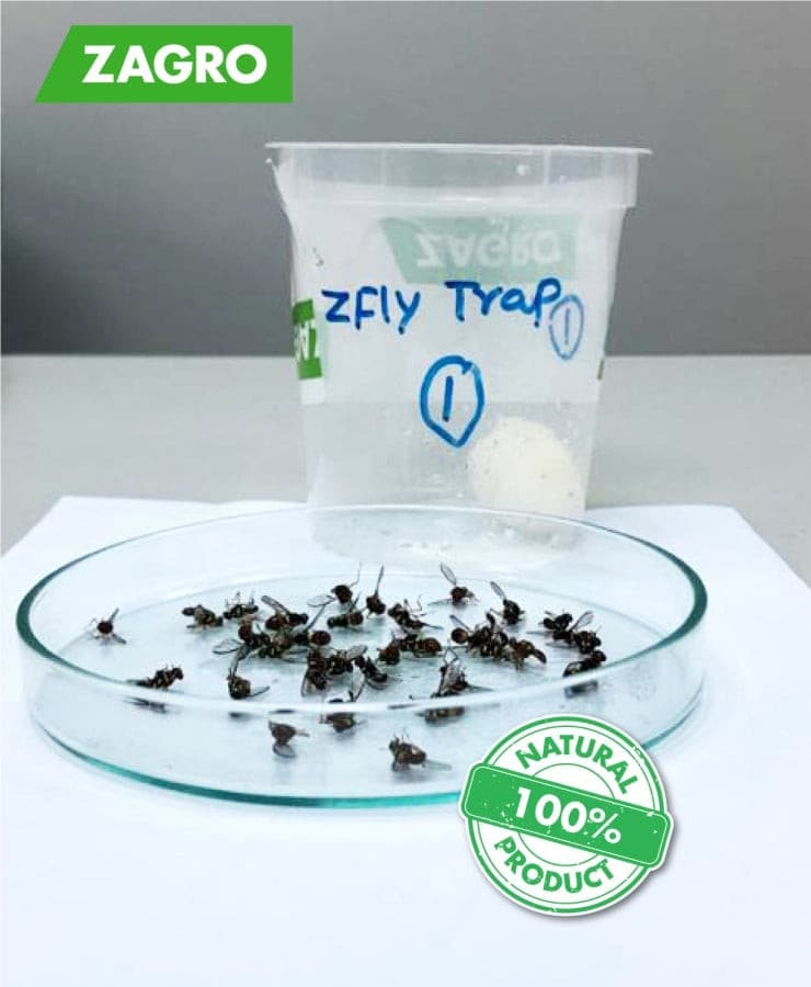 ZendoZones ZendoLure 1.7 Oz. Food-Based Fruit Fly Trap Refill (2-Pack) -  Kellogg Supply