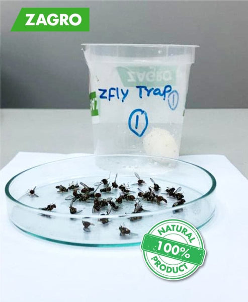Fruit Fly Trap